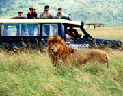 African Safari party theme - thumbnail image